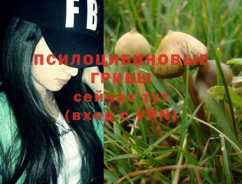 Галлюциногенные грибы Magic Shrooms  Приволжск 